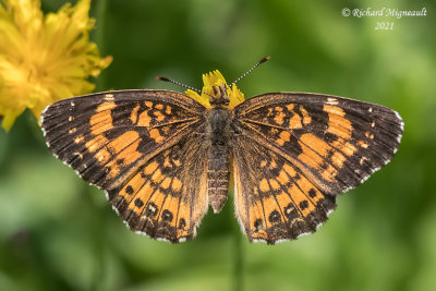 4491 - Harris' Checkerspot - Damier de Harris m21