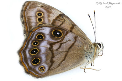 4568,1 - Northern Pearly-eye - Satyre perlé m21