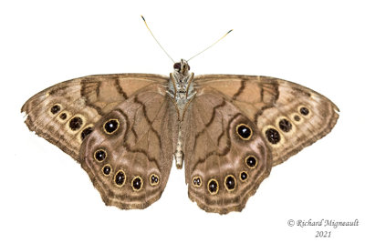4568,1 - Northern Pearly-eye - Satyre perlé m21 