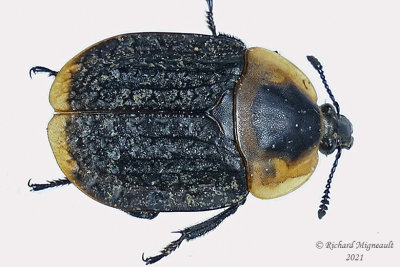 Carrion Beetle - Necrophila americana m21