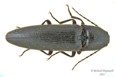 Click beetle - Melanotus castanipes m21 