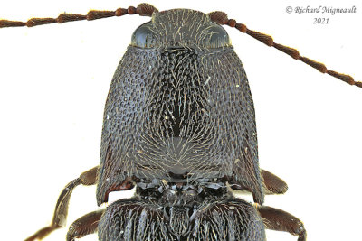 Click beetle - Melanotus castanipes m21 
