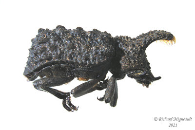 Darkling beetle - Bolitotherus cornutus m21 
