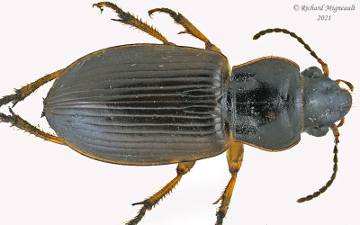 Ground Beetle - Anisodactylus - Subgenus Anisodactylus m21 