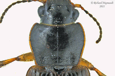 Ground Beetle - Anisodactylus - Subgenus Anisodactylus m21 