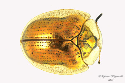 Leaf beetle - Charidotella sexpunctata m21
