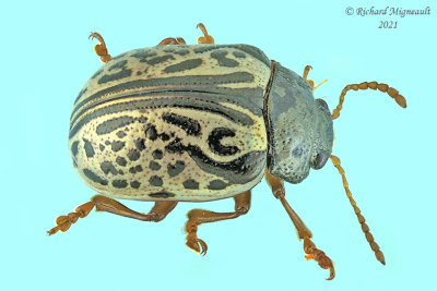 Leaf Beetle - Calligrapha philadelphica m21