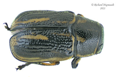 Leaf Beetle - Pachybrachis hepaticus m21 