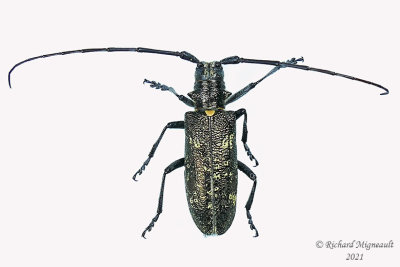Longhorned Beetle - Monochamus scutellatus m21 