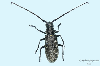Longhorned Beetle - Monochamus scutellatus m21