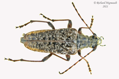 Longhorned Beetle - Anthophylax attenuatus 1 m21 