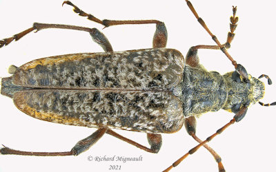 Longhorned Beetle - Anthophylax attenuatus 2 m21