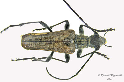 Longhorned Beetle - Anthophylax attenuatus, male 1 m21