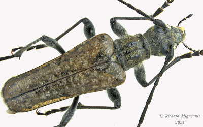 Longhorned Beetle - Anthophylax attenuatus, male 2 m21 