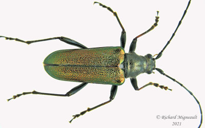 Longhorned Beetle - Anthophylax viridis 1 m21 
