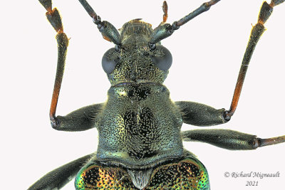 Longhorned Beetle - Anthophylax viridis 2 m21 