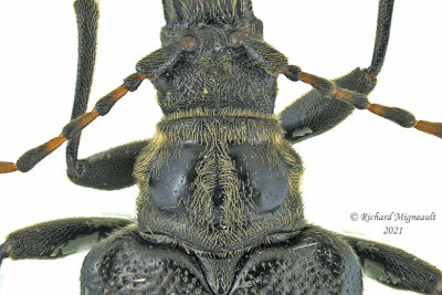 Longhorned Beetle - Brachysomida bivittata 2 m21