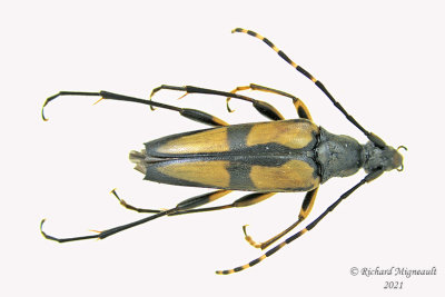 Longhorned Beetle - Etorofus subhamatus m21