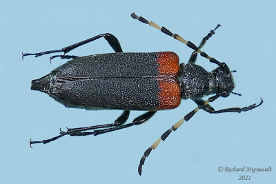 Longhorned Beetle - Stictoleptura canadensis m21 