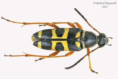 Longhorned Beetle - Typocerus sparsus 1 m21