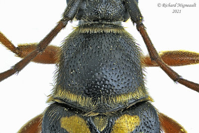 Longhorned Beetle - Typocerus sparsus 2 m21