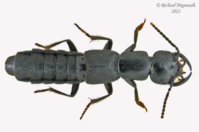 Rove Beetle - Tasgius melanarius m21