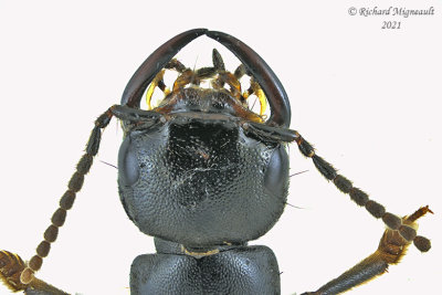Rove Beetle - Tasgius melanarius m21 