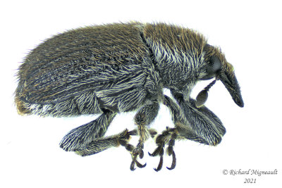 Weevil Beetle - Rhinusa antirrhini m21