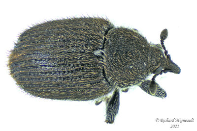 Weevil Beetle - Rhinusa antirrhini m21 