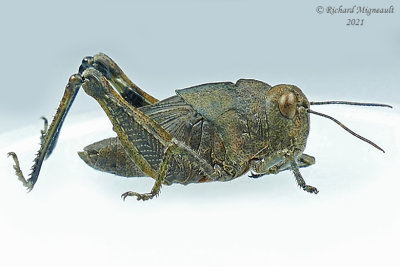 Carolina grasshopper, Dissosteira carolina immature m21