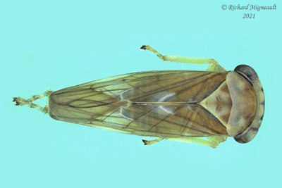 Leafhopper - Idiocerus sp3 m21