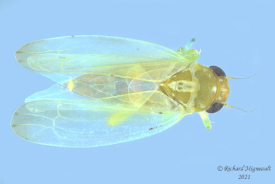 Leafhopper - Subfamily Typhlocybinae - Kybos sp m21 