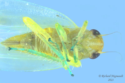 Leafhopper - Subfamily Typhlocybinae - Kybos sp m21