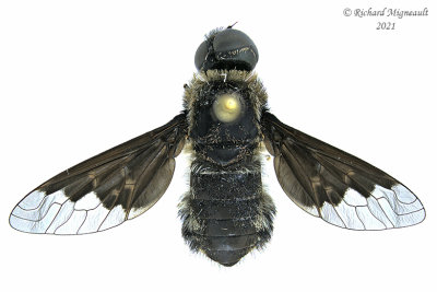 Bee Fly - Anthrax georgicus m21