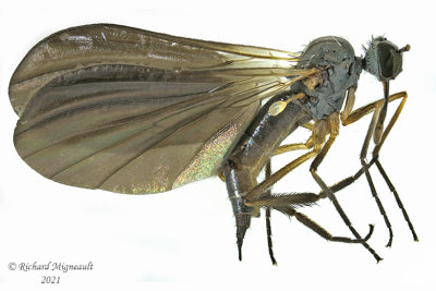 Dance fly - Rhamphomyia sp7 m21 