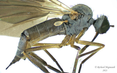 Dance fly - Rhamphomyia sp7 m21
