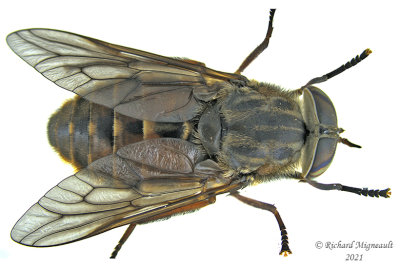 Horse fly - Hybomitra affinis m21 
