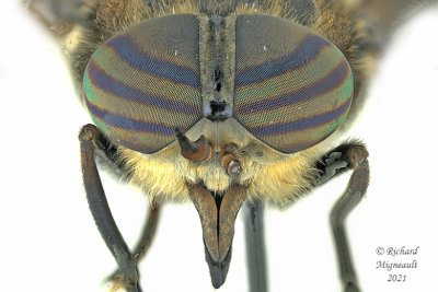 Horse fly - Hybomitra affinis m21 