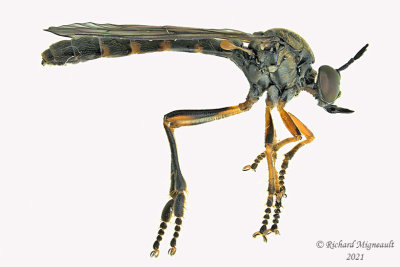 Robber fly - Dioctria hyalipennis m21