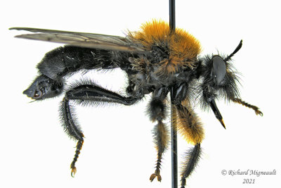 Robber Fly - Laphria sp1 m21 