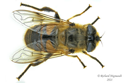 Syrphid Fly - Eristalis tenax m21 1a 