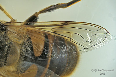 Syrphid Fly - Eristalis tenax m21 1d 