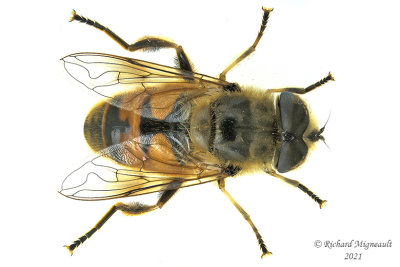 Syrphid Fly - Eristalis tenax m21 2a