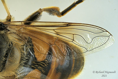 Syrphid Fly - Eristalis tenax m21 2d