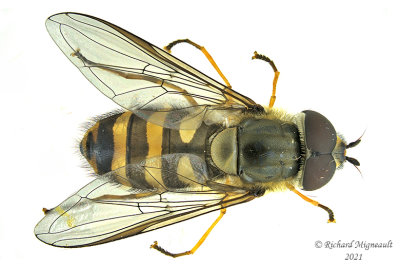 Syrphid Fly - Syrphus vitripennis m21 