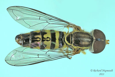 Syrphid Fly - Toxomerus geminatus m21