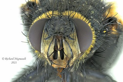 Tachinidae - Tachina sp4 2 m21