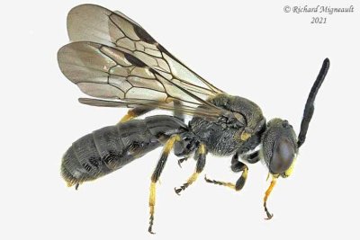 Masked Bee - Hylaeus sp5  m21