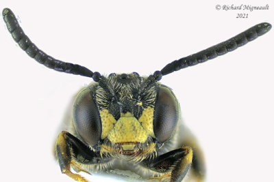 Masked Bee - Hylaeus sp5  m21