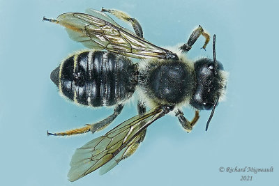 Megachilidae - Megachile rotundata m21 